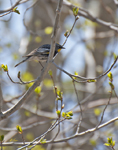 Audobons Yellow rumped Warbler